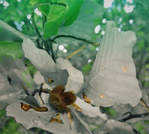 Copyrigth by "Sofies viele Welten"