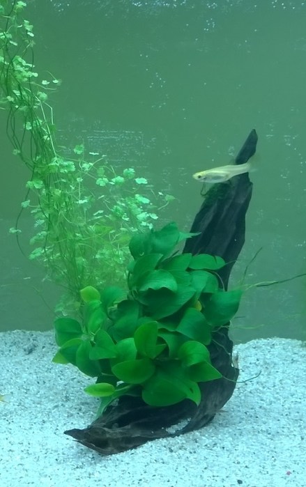 Copyright by "Sofies viele Welten"