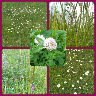 Copyright by "Sofies viele Welten"