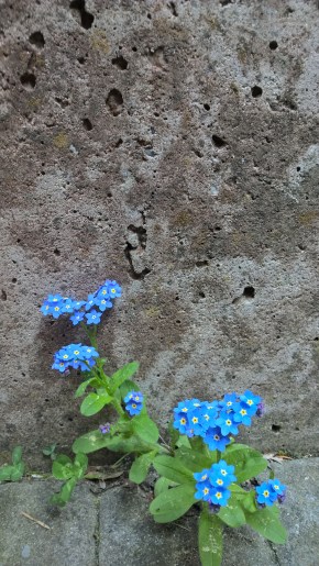 Copyright by "Sofies viele Welten"