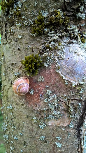 Copyrigth by "Sofies viele Welten"