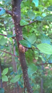 Copyright by "Sofies viele welten"