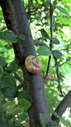 Copyright by "Sofies viele Welten"