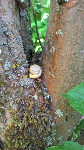 Copyright by "Sofies viele Welten"