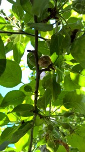 Copyright by "Sofies viele Welten"