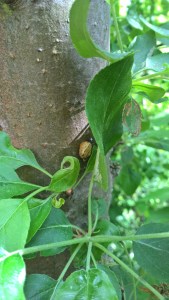 Copyright by "Sofies viele Welten"