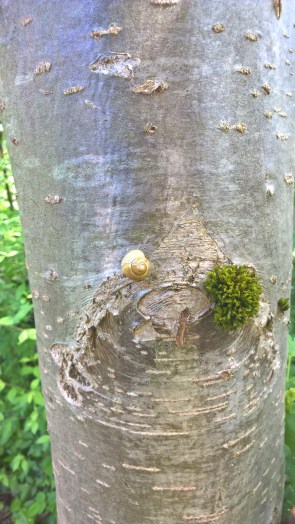 Copyright by "Sofies viele Welten"