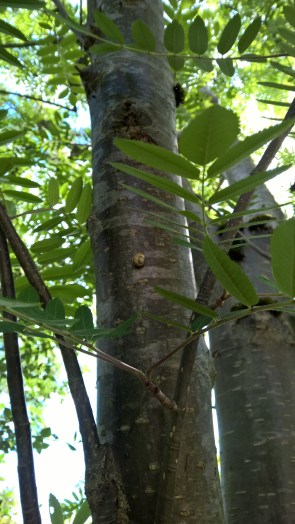 Copyright by "Sofies viele Welten"