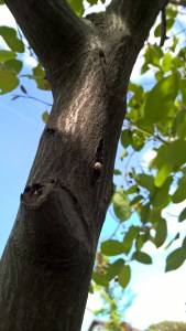 Copyright by "Sofies viele Welten"