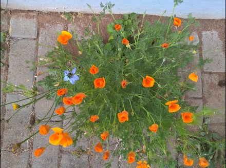  © Copyright by "Sofies viele Welten"