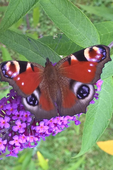 Copyright by "Sofies viele Welten"