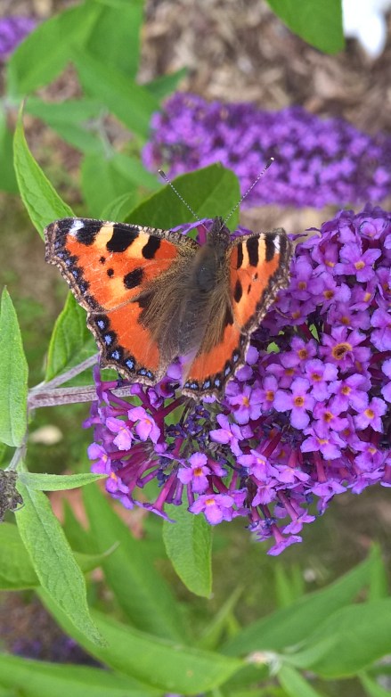 Copyright by "Sofies viele Welten"