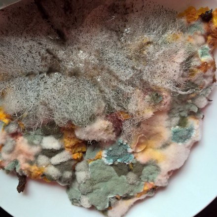 Copyright by "Sofies viele Welten"