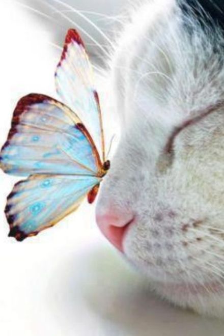 katze-schmetterling