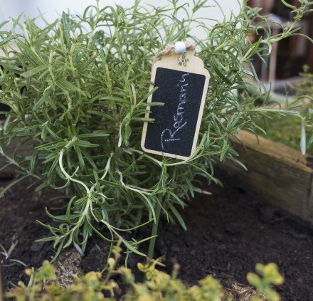 rosemary-3358887_1920