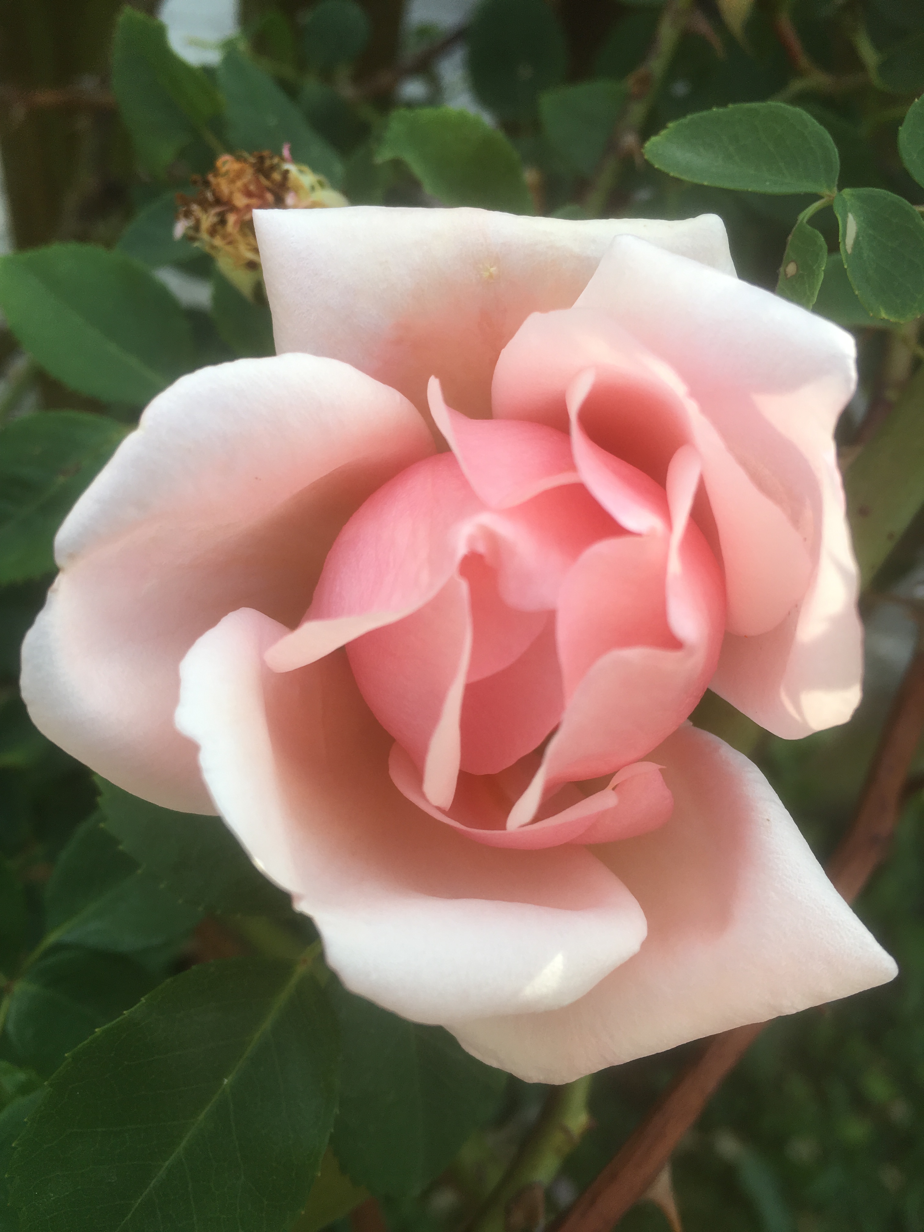 C77E30C4-E4AF-4A87-9E9B-2F9E662DD29D